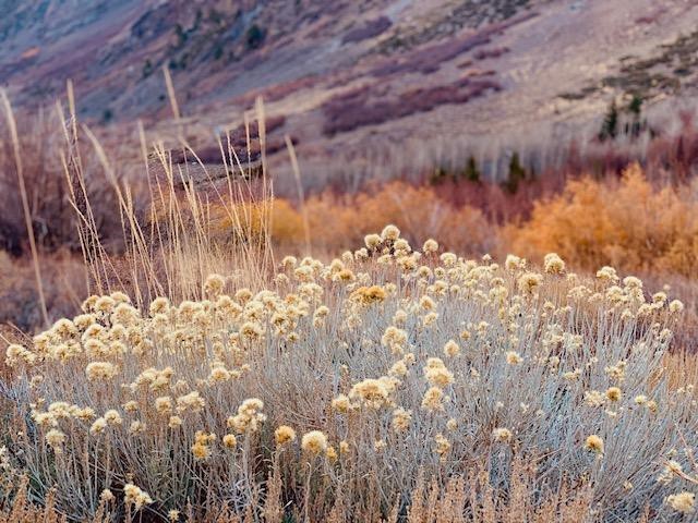 Photograph of rabbitbrush in the fall. 